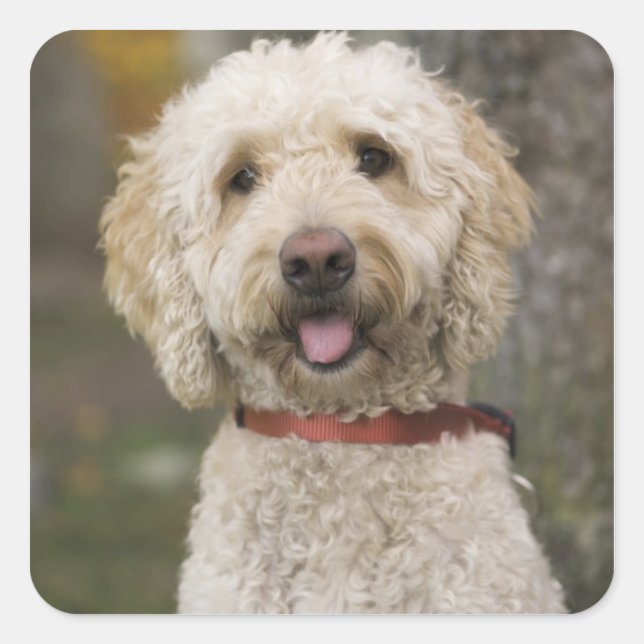 USA, New England, Massachusetts, Reading, Square Sticker (Front)