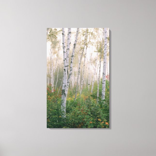 USA, New Hampshire. Birch trees in clearing fog Canvas Print (Front)