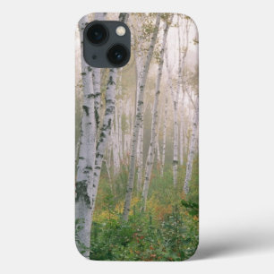 USA, New Hampshire. Birch trees in clearing fog iPhone 13 Case