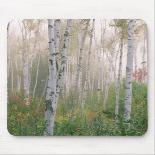 USA, New Hampshire. Birch trees in clearing fog Mouse Mat