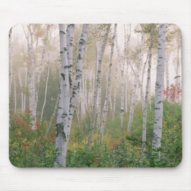 USA, New Hampshire. Birch trees in clearing fog Mouse Mat (Front)