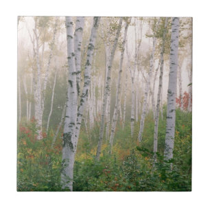 USA, New Hampshire. Birch trees in clearing fog Tile