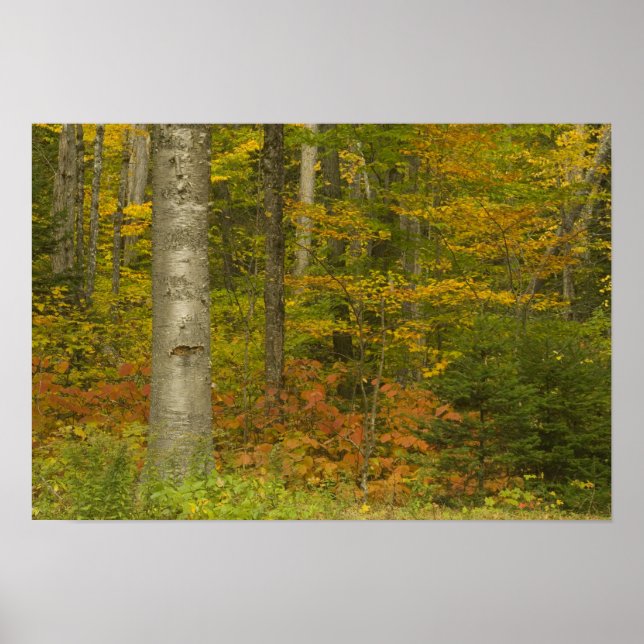 USA, New Hampshire, Livermore, White Mountain Poster (Front)