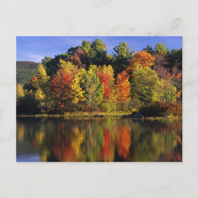 USA, New Hampshire, Moultonborough. Trees in Postcard (Front)