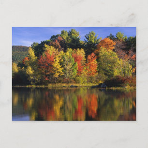 USA, New Hampshire, Moultonborough. Trees in Postcard