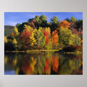 USA, New Hampshire, Moultonborough. Trees in Poster