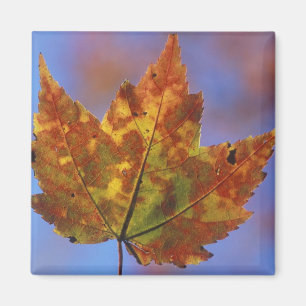 USA, New Hampshire, White Mountains, Franconia Magnet