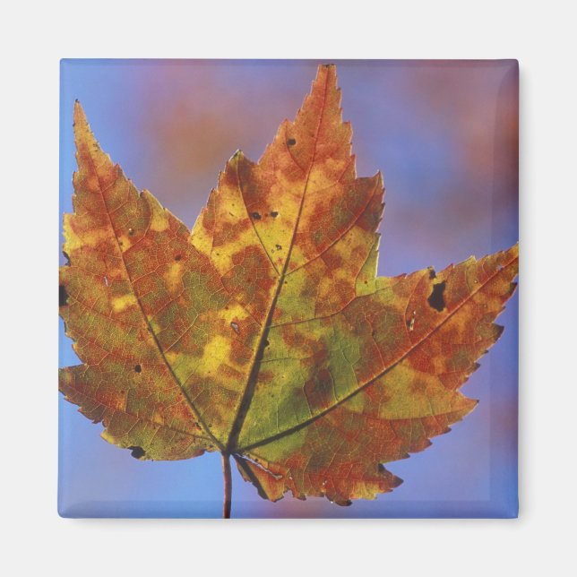 USA, New Hampshire, White Mountains, Franconia Magnet (Front)