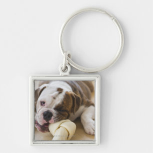 USA, New Jersey, Jersey City, Cute bulldog pup 2 Key Ring