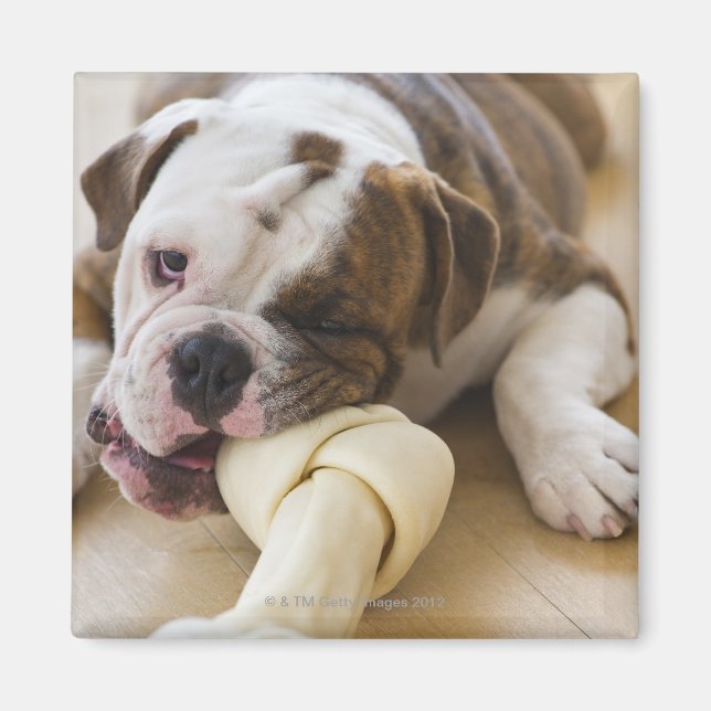 USA, New Jersey, Jersey City, Cute bulldog pup 2 Magnet (Front)