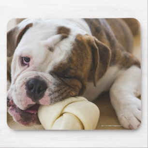 USA, New Jersey, Jersey City, Cute bulldog pup 2 Mouse Mat