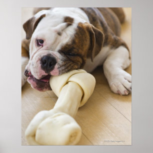 USA, New Jersey, Jersey City, Cute bulldog pup 2 Poster
