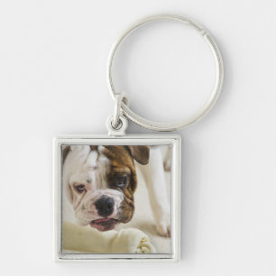 USA, New Jersey, Jersey City, Cute bulldog pup Key Ring