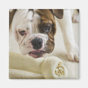 USA, New Jersey, Jersey City, Cute bulldog pup Magnet