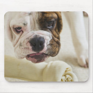 USA, New Jersey, Jersey City, Cute bulldog pup Mouse Mat