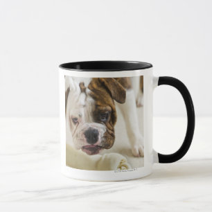 USA, New Jersey, Jersey City, Cute bulldog pup Mug