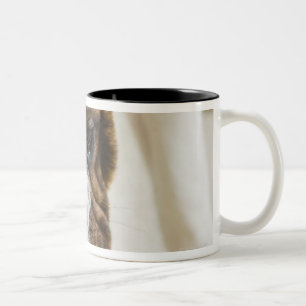 USA, New Jersey, Jersey City, Cute bulldog pup Two-Tone Coffee Mug