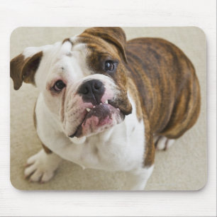 USA, New Jersey, Jersey City, Portrait of cute Mouse Mat