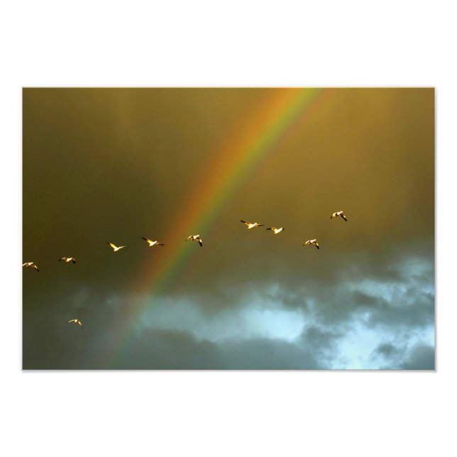 USA, New Mexico, Bosque del Apache National 3 Photo Print (Front)