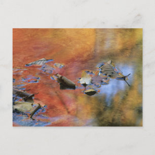 USA, New York, Adirondacks, Fallen Leaves in Postcard