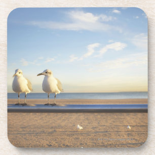 USA, New York City, Coney Island, three seagulls Coaster