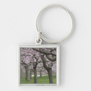 USA, New York, East Hampton. Cherry trees in Key Ring