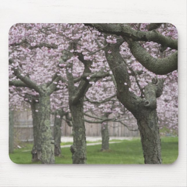 USA, New York, East Hampton. Cherry trees in Mouse Mat (Front)