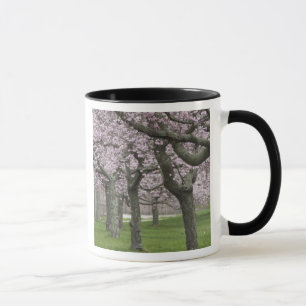 USA, New York, East Hampton. Cherry trees in Mug