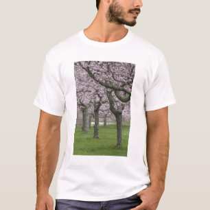 USA, New York, East Hampton. Cherry trees in T-Shirt