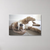 USA, New York, New York City, Brooklyn, Cockapoo