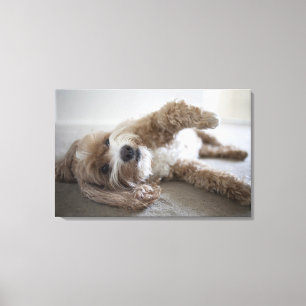 USA, New York, New York City, Brooklyn, Cockapoo Canvas Print