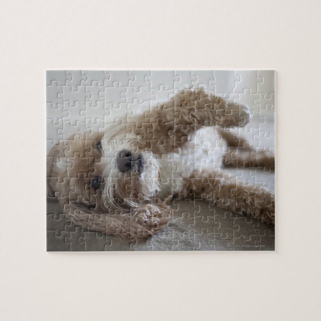 USA, New York, New York City, Brooklyn, Cockapoo Jigsaw Puzzle (Horizontal)