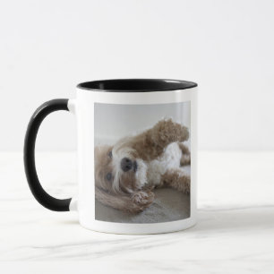 USA, New York, New York City, Brooklyn, Cockapoo Mug