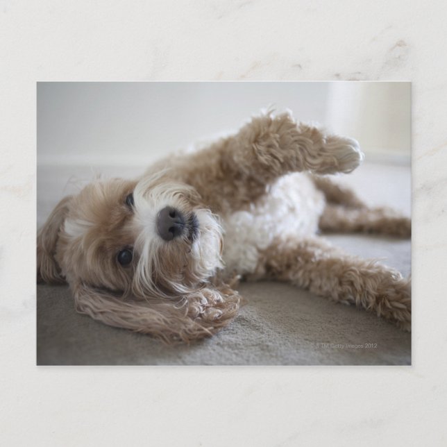 USA, New York, New York City, Brooklyn, Cockapoo Postcard (Front)