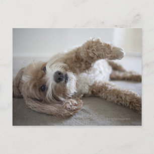 USA, New York, New York City, Brooklyn, Cockapoo Postcard