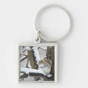 USA, New York, New York City, squirrel sitting Key Ring