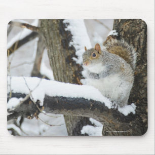 USA, New York, New York City, squirrel sitting Mouse Mat