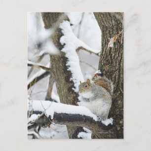 USA, New York, New York City, squirrel sitting Postcard