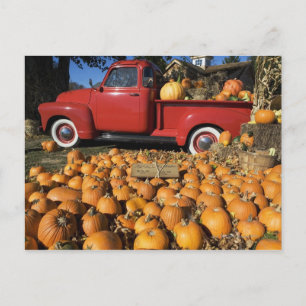 USA, New York, Peconic, pumpkin farm with pickup Postcard