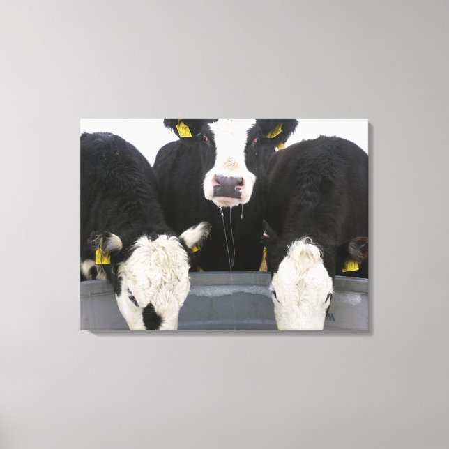 USA, New York State, Cows drinking from frozen Canvas Print (Front)