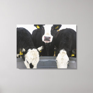 USA, New York State, Cows drinking from frozen Canvas Print