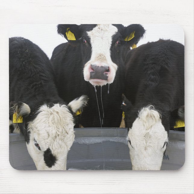 USA, New York State, Cows drinking from frozen Mouse Mat (Front)