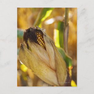 USA, New York State, Hudson, Corn cob growing in Postcard