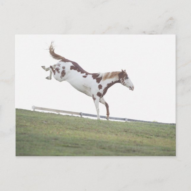 USA, New York State, Hudson, Horse jumping in Postcard (Front)