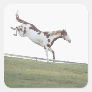USA, New York State, Hudson, Horse jumping in Square Sticker