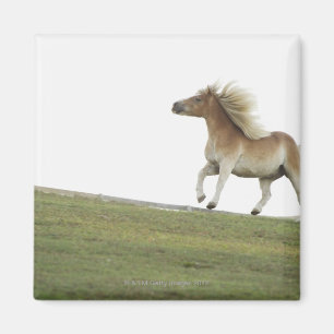 USA, New York State, Hudson, Horse running in 2 Magnet