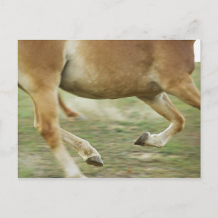 USA, New York State, Hudson, Horse running in Postcard