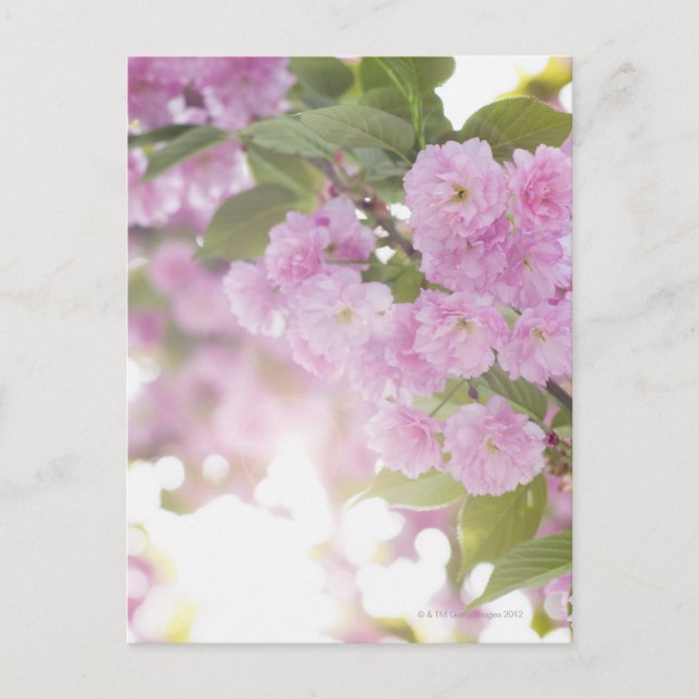 USA, New York State, New York City, Close-up of Postcard (Front)