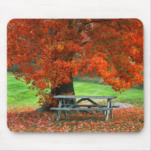 USA, New York, West Park. Bench Under Maple Mouse Mat