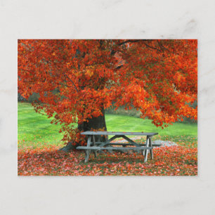 USA, New York, West Park. Bench Under Maple Postcard